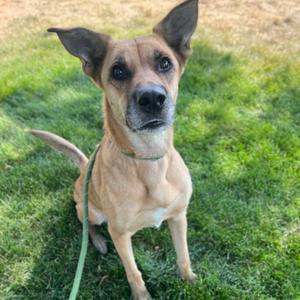 Zig, Mixed Breed (Medium), adult, available for adoption