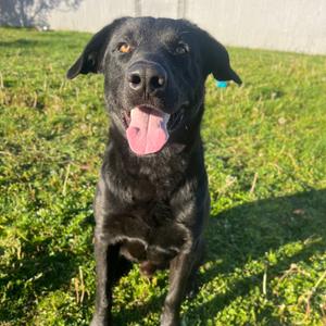 Nomad, Mixed Breed (Large), adult, available for adoption
