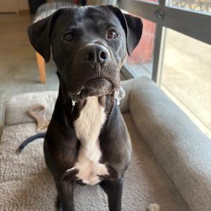 Mojo, Mixed Breed (Medium), available for adoption
