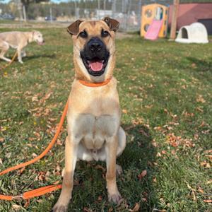 A happy dog sitting on grass with an orange leash, smiling with its tongue out.