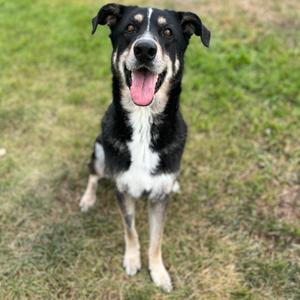 Sylvie, Mixed Breed (Large), senior, available for adoption