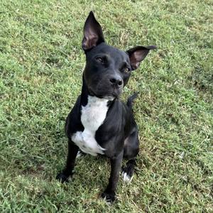 A black and white dog sitting on grass.
