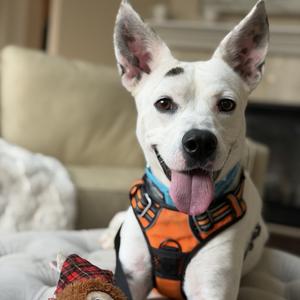 Spot, Mixed Breed (Medium), adult, available for adoption