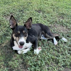 A black and white dog with pointed ears lying on a grassy field, looking directly at the camera with its tongue out.