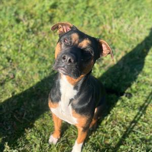 Daisy, Mixed Breed (Medium), adult, available for adoption