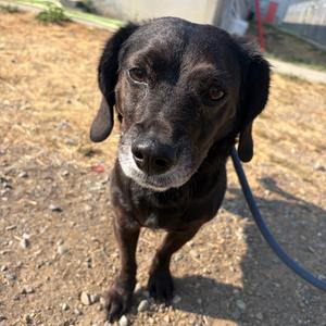Sigh, Mixed Breed (Small), senior, available for adoption