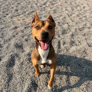 Chester, Mixed Breed (Medium), adult, available for adoption