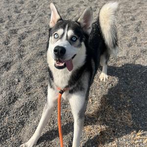 Bulldozer, Mixed Breed (Large), adult, available for adoption