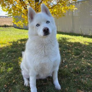 Belle, Mixed Breed (Large), senior, available for adoption