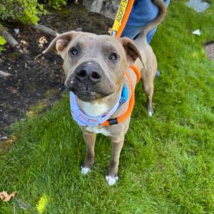 Slim, Terrier, adult, available for adoption