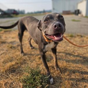 Spindrift, Mixed Breed (Medium), adult, available for adoption
