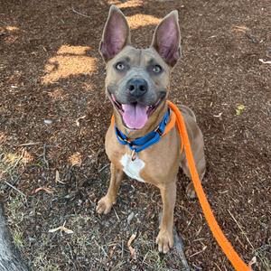 Nina, Mixed Breed (Medium), adult, available for adoption