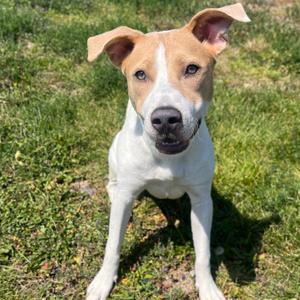 Augusta (Gus), Mixed Breed (Medium), adult, available for adoption