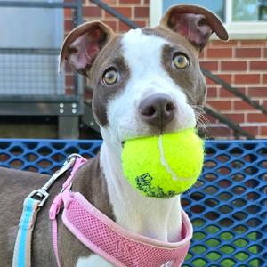 Moxie, Mixed Breed (Small), young, available for adoption