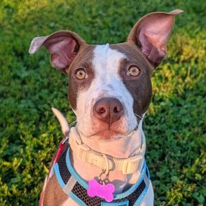 Moxie, Mixed Breed (Small), young, available for adoption