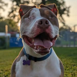 Balin, Terrier, Pit Bull, adult, available for adoption