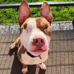 Balin, Terrier, Pit Bull, adult, available for adoption