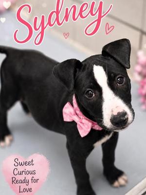 Sydney, Mixed Breed, puppy, available for adoption