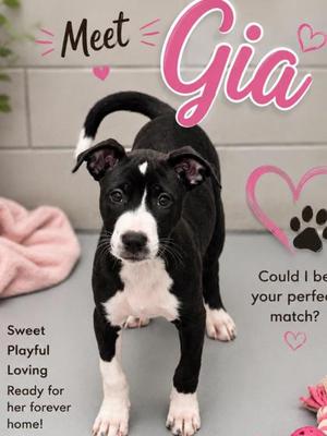 Gia, Terrier Mix, puppy, available for adoption