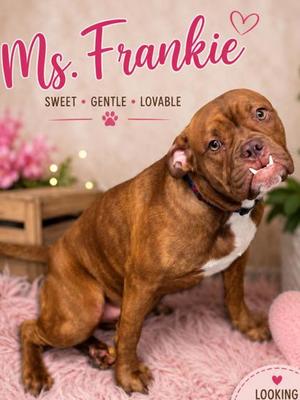 Frankie (61395199), Boxer Mix, young, available for adoption