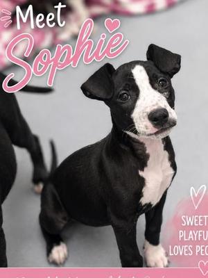 Sophie, Mixed Breed, puppy, available for adoption