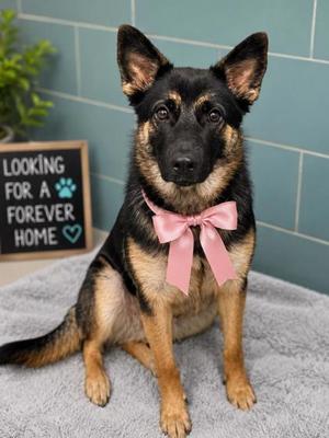 Lola /available  8/13, German Shepherd Dog Mix, young, available for adoption