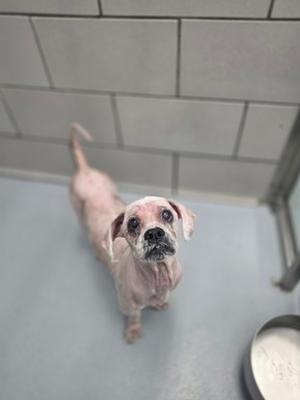 A hairless dog with a pinkish-white coat stands on a gray floor, looking up with large, expressive eyes. The background consists of white tiled walls and a metal bowl is visible in the lower right corner.