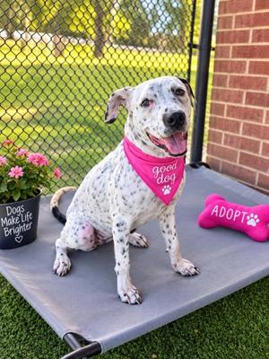 Pookie, Dalmatian and Pit Bull Terrier, young, available for adoption