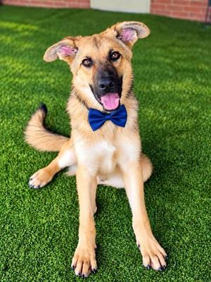 Avon, German Shepherd Dog Mix, young, available for adoption