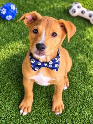 Maddox, German Shepherd Dog Mix, puppy, available for adoption