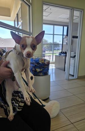 Chiou-Chiou, Chihuahua - Smooth Coated Mix, young, available for adoption