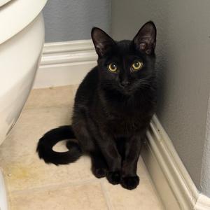 Asian Zing, young, available for adoption