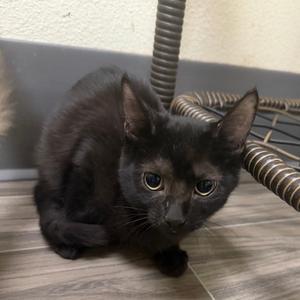 Aretha, kitten, available for adoption