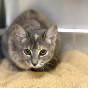 Ava, kitten, available for adoption