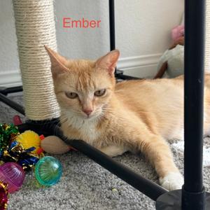 Ember, adult, available for adoption
