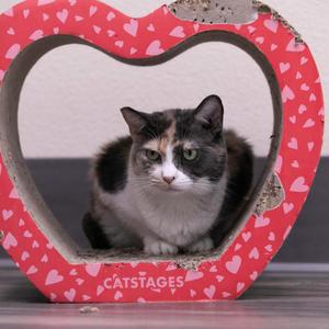 Delilah, senior, available for adoption