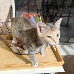 Dua, kitten, available for adoption