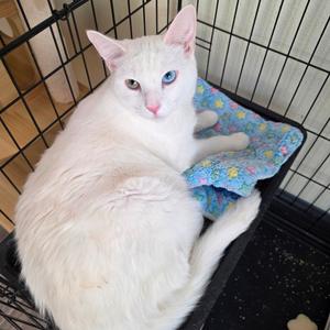 Goose, adult, available for adoption