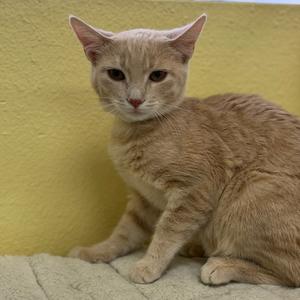 A light orange cat sitting on a beige surface with a yellow wall in the background.