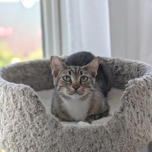 A tabby cat with green eyes is sitting in a cozy, round cat bed near a window. The cat has a white chest and a striped pattern on its fur. The background shows a blurred view of a garden outside the window.