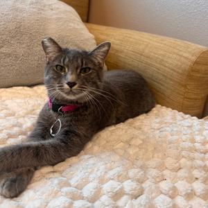 Angel, adult, available for adoption
