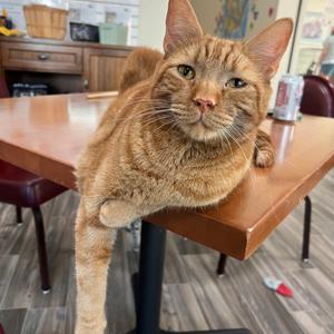 Dorito, adult, available for adoption