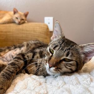 Cheyenne, young, available for adoption