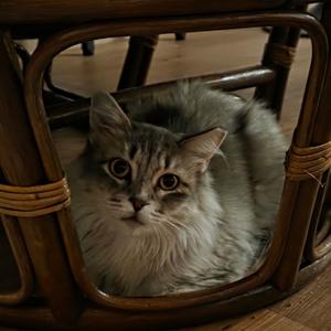 Donatella Fursace, adult, available for adoption