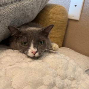 Gizmo, adult, available for adoption