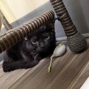 Bong, kitten, available for adoption