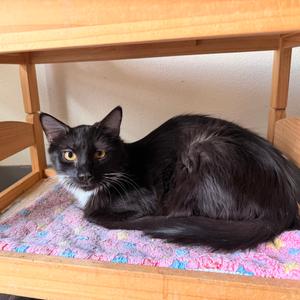 Bawn, young, available for adoption