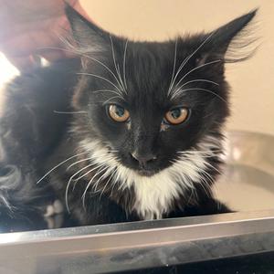Bawn, young, available for adoption