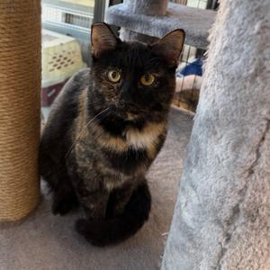 Dina, adult, available for adoption