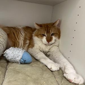Chile Palmer, adult, available for adoption